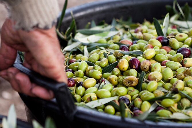 Pompeii Sorrento and Wine Tasting Tour From Naples - Tour Highlights