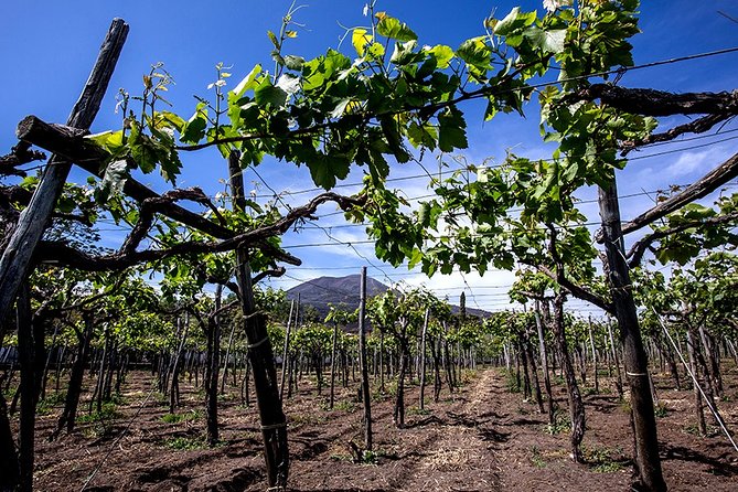 Pompeii Tour Wine & Food Tasting at Mt. Vesuvius - Pricing and Booking