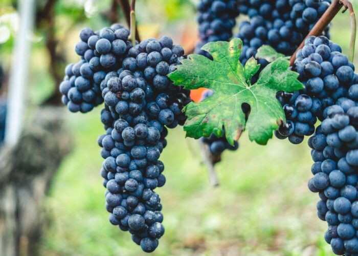 Pompeii & Two Local Wineries from Naples - FAQ