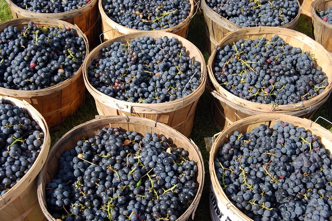 Pompeii, Vesuvius, Wine Tasting and Light Lunch All Inclusive - Wine Tasting and Lunch at a Local Winery