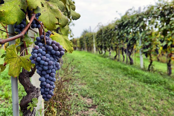 Pompeii, Vesuvius, Wine Tasting and Light Lunch All Inclusive - Return to Sorrento