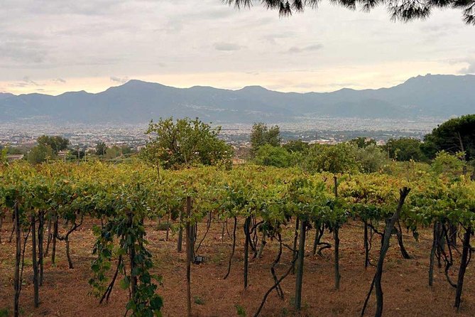 Pompeii & Vesuvius With Lunch & Wine Tasting From Positano All Inclusive - Reviews and Customer Testimonials