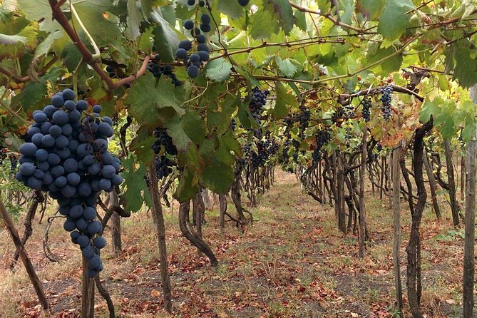 Pompeii & Vesuvius With Lunch & Wine Tasting From Sorrento Coast - Tips for a Memorable Experience