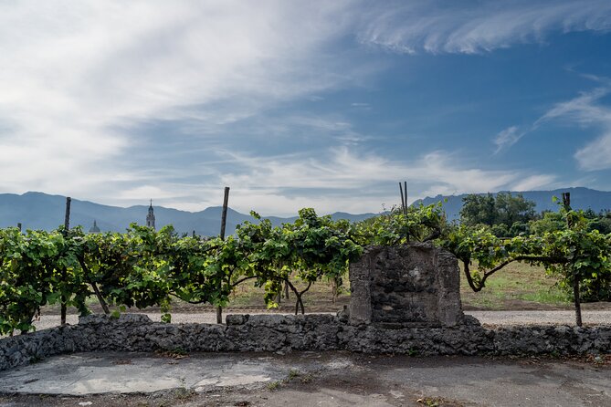 Pompeii Wine Tasting - Wine Tasting and Sampling Local Products