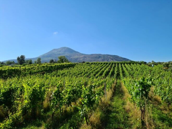 Pompeii & Wine Tasting From Naples - Experience