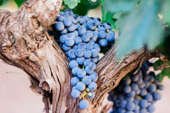 Pompeii & Wine Tasting From Naples - Requirements