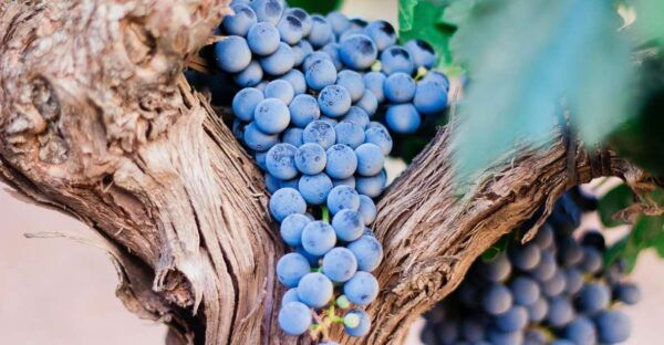 Pompeii & Wine Tasting From Naples - Frequently Asked Questions