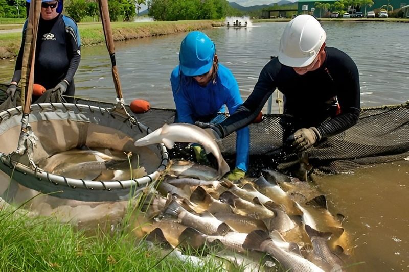 Pond Fishing and Farm Experience in Cairns - Should you book Hook-A-Barra?