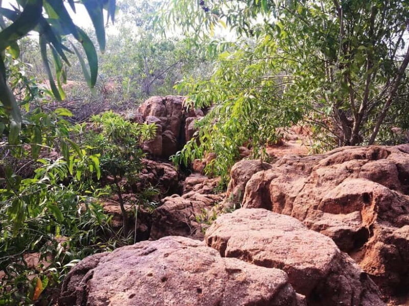 Pondicherry: Tropical Dry Evergreen Forest Guided Walk - Exploring the Tropical Dry Evergreen Forest in Pondicherry