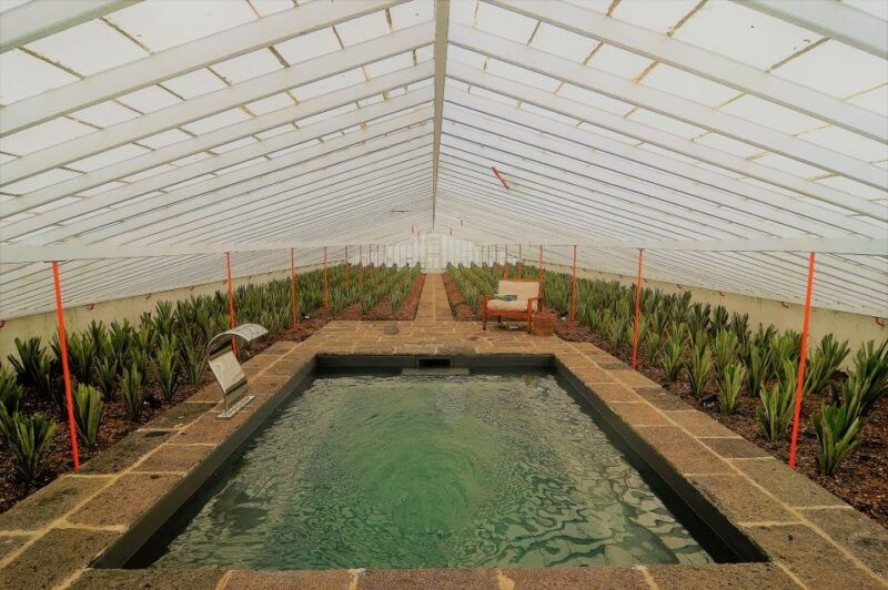 Ponta Delgada: Greenhouse Hot Tube with Pineapple Tour - What to Expect from the Tour