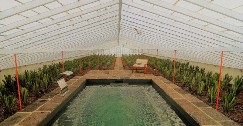 Ponta Delgada: Greenhouse Hot Tube with Pineapple Tour - The Experience & Atmosphere