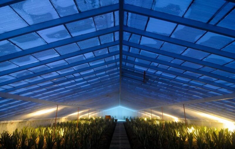 Ponta Delgada: Greenhouse Hot Tube with Pineapple Tour - FAQ