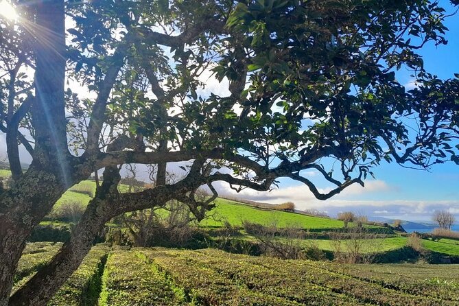 Ponta Delgada: Shore Excursion Sete Cidades & Furnas Volcano - Additional Information for Travelers