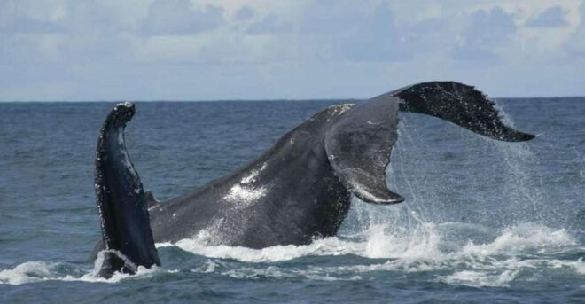 Ponta Delgada: Whales and Volcanoes Tour With Lunch - Full Description