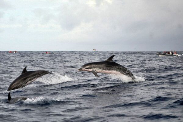 Ponta Delgada: Whales and Volcanoes Tour With Lunch - Tips for a Successful Tour