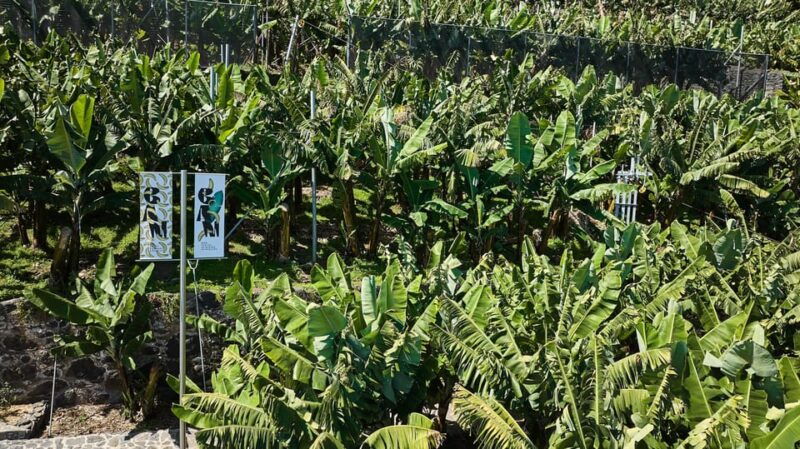 Ponta Do Sol : Madeira Banana Museum guided tour - FAQs