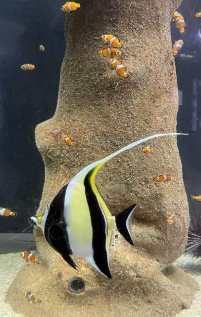 Pontevedra: O Grove Aquarium Experience - Experience Highlights