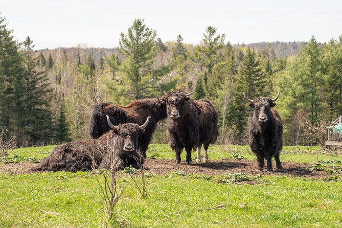 Pontiac Farm Tour - Day Trip From Ottawa & Gatineau - Who Should Consider This Tour?