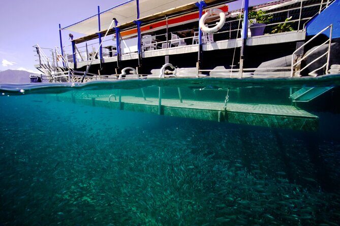 Ponton Day Trip SWIM with fishs All meals included & Transport - FAQ