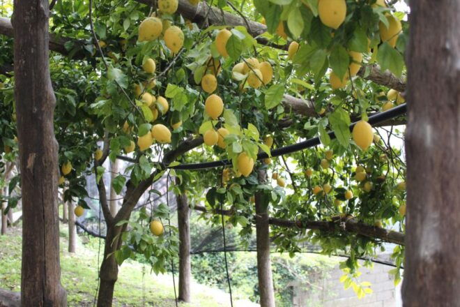 Pontone, Amalfi Coast: Walk in the Lemon Grove With Tasting - Inclusions