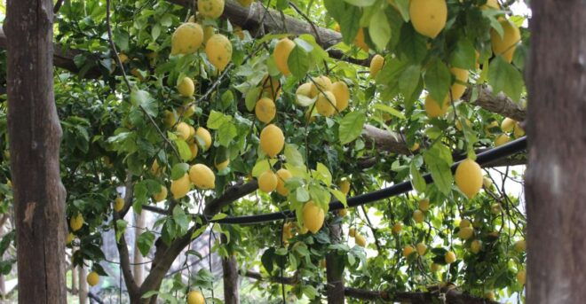 Pontone, Amalfi Coast: Walk in the Lemon Grove With Tasting - Experience Highlights