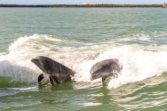 Pontoon Boat Rental Crystal River - In-Depth Look at the Experience