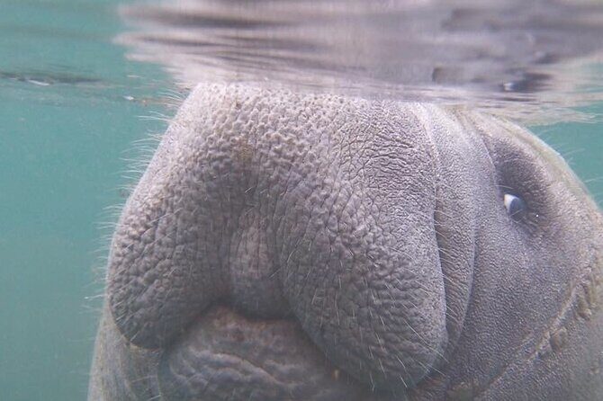 Pontoon Boat Rental Crystal River - Frequently Asked Questions