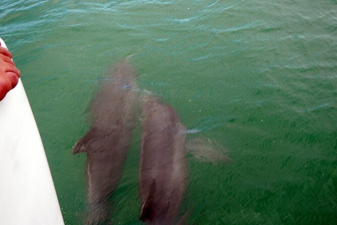 Pontoon Sightseeing and Shelling Excursion to Keeywaydin Island - Overview and Booking Information