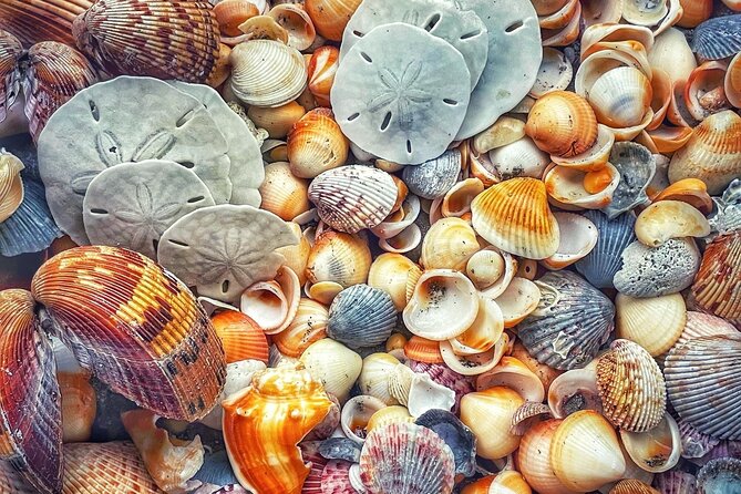 Pontoon Sightseeing and Shelling Excursion to Keeywaydin Island - Expectations and Accessibility