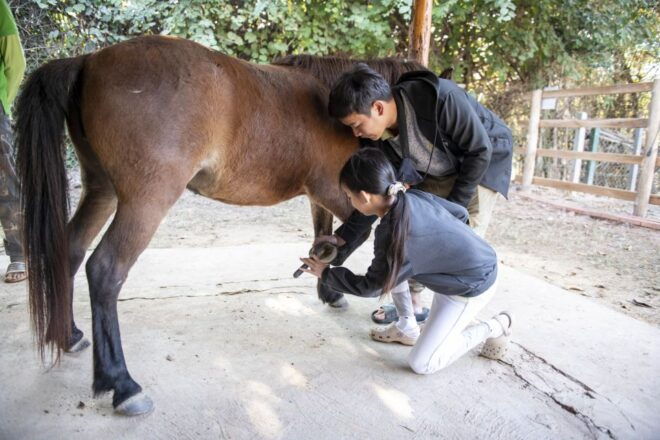 Pony Riding Luang Prabang - Full Description of the Activity