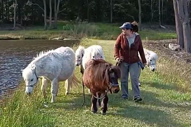 Pony Walking Adventure - Overview and Requirements