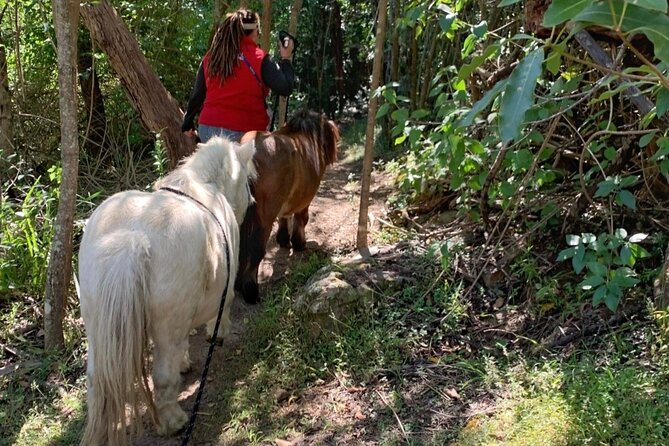 Pony Walking Adventure - The Sum Up
