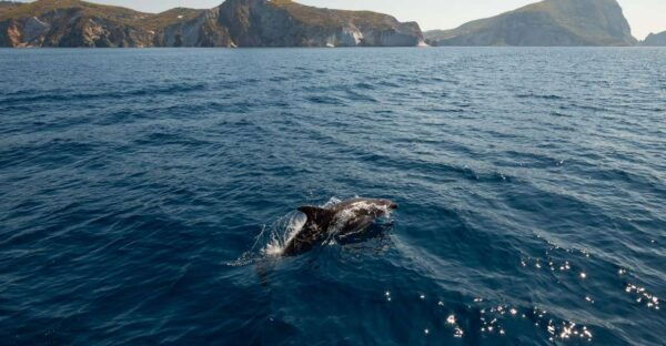 Ponza and Palmarola Islands: Boat Tour - Frequently Asked Questions