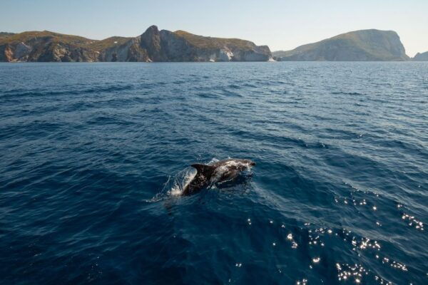 Ponza and Palmarola Islands: Boat Tour - The Sum Up