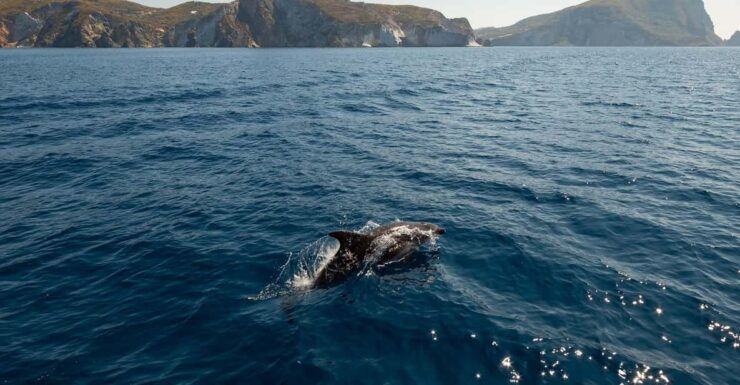 Ponza: Island & Palmarola Cruise With Swimming & Lunch - Pricing and Inclusions