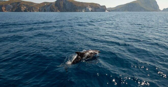 Ponza: Island & Palmarola Cruise With Swimming & Lunch - Important Recommendations