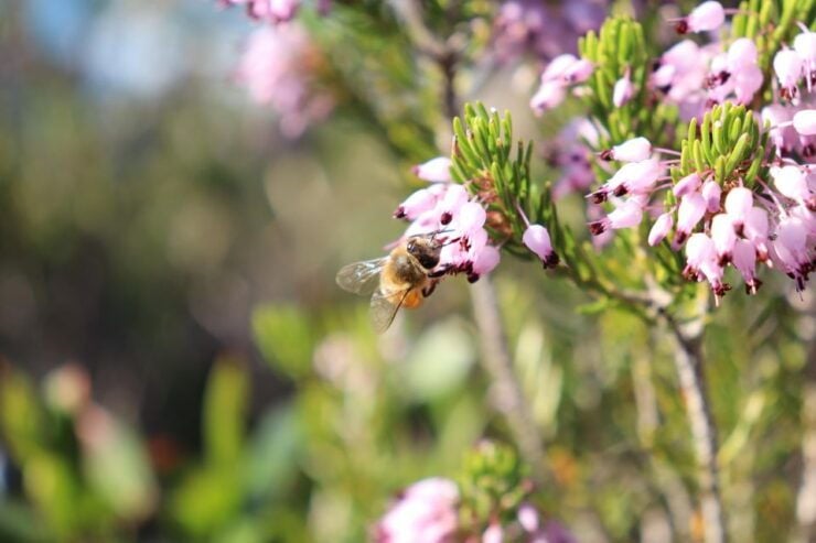 Ponza, Monte Guardia, Guided Nature Walk With a Local Guide - Guide Information