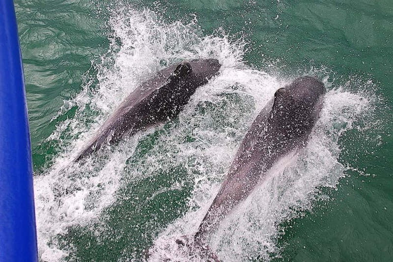 Poole: Jurassic Coast Circular Cruise - Food and Drinks on Board