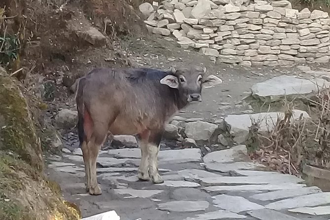 Poon Hill Trek - 4 Days / 3 Nights (Ex Pokhara) - Trek Itinerary