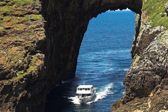 Poor Knights Small Group Tour & Cruise From Auckland - The Sum Up