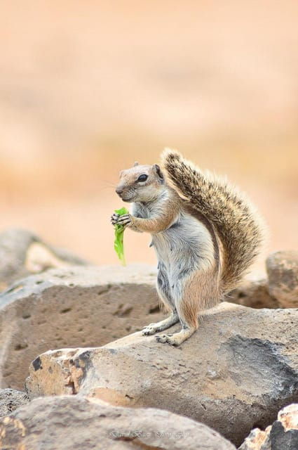 Popcorn Beach, Lobos Island, and Dunes: Popcorn Beach! - Interacting With Chipmunks