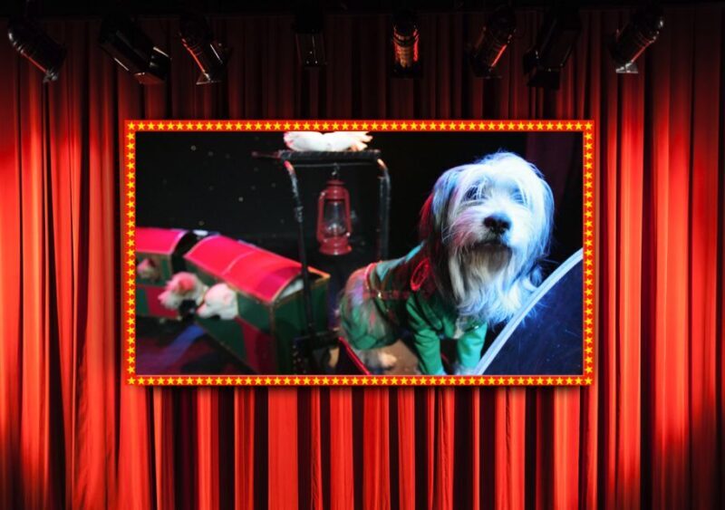 Popovich Comedy Pet Theater in Las Vegas - The Review from Guest Experience