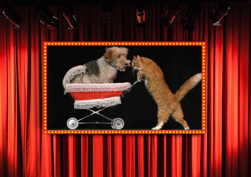 Popovich Comedy Pet Theater in Las Vegas - The Sum Up