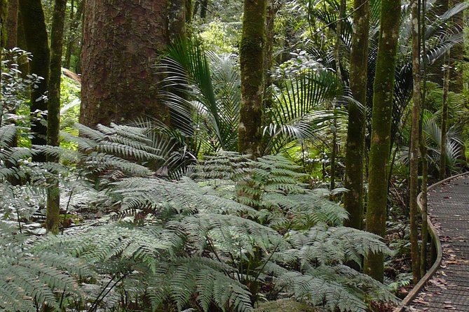 *Popular Cruise Ship Tour* Bay of Islands and Glow Worm Caves Shore Excursion - The Sum Up