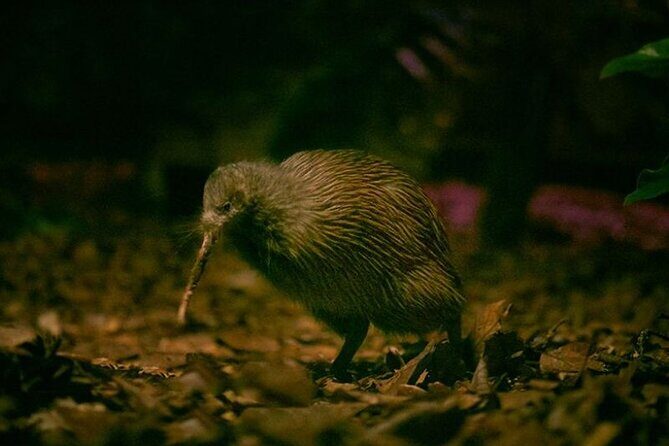 **Popular Cruiseship Tour** - Total Kiwi Experience! - Good To Know