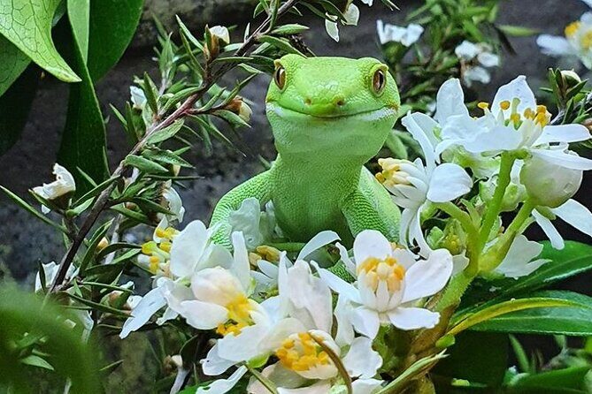 **Popular Cruiseship Tour** - Total Kiwi Experience! - Who Should Consider This Tour?