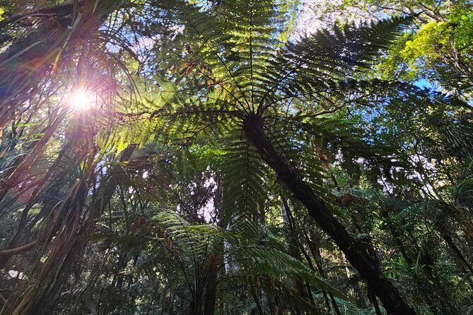 *Popular Tour* - Bay of Islands: Nature Adventure - 4hrs - Good To Know