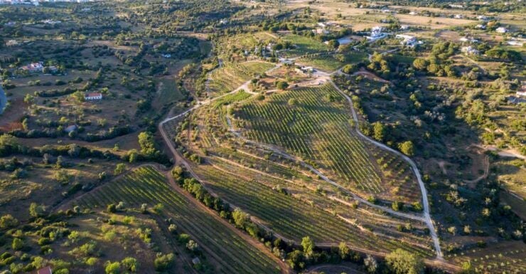 Porches: Algarve Vineyard Tour and Wine Tasting Experience - Activity Details