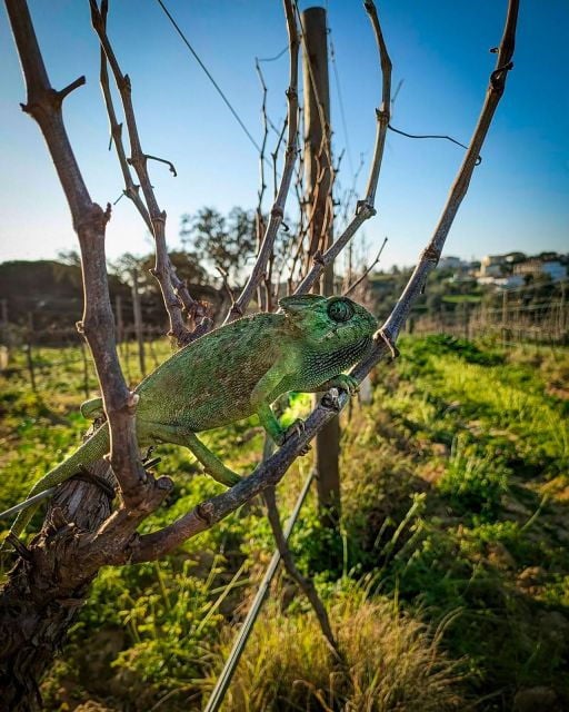 Porches: Exclusive Wine Tasting Experience - Booking and Payment Details