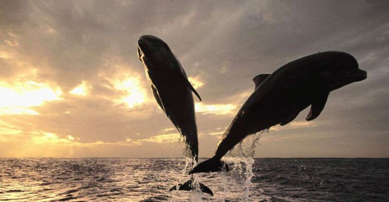 Pore: Private Snorkeling Tour with Dolphin-Watching - What Sets This Tour Apart?